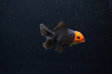 Baby Thai Oranda  Red Black 3 Inch (ID#1126ToPTA-23) Free2Day SHIPPING