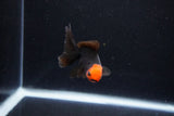 Baby Thai Oranda  Red Black 3 Inch (ID#1126ToPTA-23) Free2Day SHIPPING