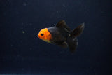 Baby Thai Oranda  Red Black 3 Inch (ID#1126ToPTA-23) Free2Day SHIPPING