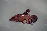 Koi Galaxy  Halfmoon Female Betta (ID#801-F318) Free2Day SHIPPING