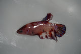 Koi Galaxy  Halfmoon Female Betta (ID#801-F318) Free2Day SHIPPING