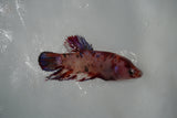 Koi Galaxy  Halfmoon Female Betta (ID#801-F318) Free2Day SHIPPING