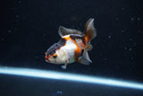 Baby Thai Oranda  Tricolor 3 Inch (ID#1126ToPTA-24) Free2Day SHIPPING