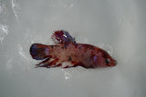 Koi Galaxy  Halfmoon Female Betta (ID#801-F318) Free2Day SHIPPING