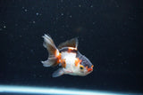 Baby Thai Oranda  Tricolor 3 Inch (ID#1126ToPTA-24) Free2Day SHIPPING