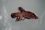 Koi Galaxy  Halfmoon Female Betta (ID#801-F318) Free2Day SHIPPING