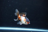 Baby Thai Oranda  Tricolor 3 Inch (ID#1126ToPTA-24) Free2Day SHIPPING