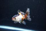 Baby Thai Oranda  Tricolor 3 Inch (ID#1126ToPTA-24) Free2Day SHIPPING