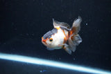 Baby Thai Oranda  Tricolor 3 Inch (ID#1126ToPTA-24) Free2Day SHIPPING