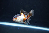 Baby Thai Oranda  Tricolor 3 Inch (ID#1126ToPTA-24) Free2Day SHIPPING