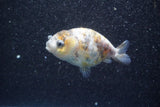 Ranchu  Calico 3 Inch (ID#816R5c-88) Free2Day SHIPPING