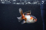 Baby Thai Oranda  Tricolor 3 Inch (ID#1126ToPTA-24) Free2Day SHIPPING