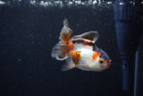 Baby Thai Oranda  Tricolor 3 Inch (ID#1126ToPTA-24) Free2Day SHIPPING