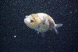 Ranchu  Calico 3 Inch (ID#816R5c-88) Free2Day SHIPPING