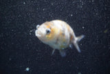 Ranchu  Calico 3 Inch (ID#816R5c-88) Free2Day SHIPPING