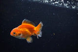 Baby Thai Oranda  Red White 3 Inch (ID#1126ToPTA-25) Free2Day SHIPPING