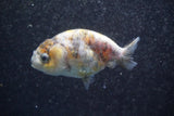 Ranchu  Calico 3 Inch (ID#816R5c-88) Free2Day SHIPPING