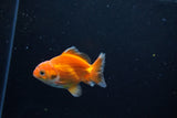 Baby Thai Oranda  Red White 3 Inch (ID#1126ToPTA-25) Free2Day SHIPPING