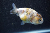 Ranchu  Calico 3 Inch (ID#816R5c-88) Free2Day SHIPPING