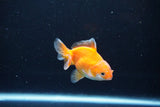 Baby Thai Oranda  Red White 3 Inch (ID#1126ToPTA-25) Free2Day SHIPPING