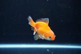 Baby Thai Oranda  Red White 3 Inch (ID#1126ToPTA-25) Free2Day SHIPPING