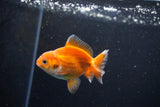 Baby Thai Oranda  Red White 3 Inch (ID#1126ToPTA-25) Free2Day SHIPPING