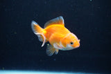 Baby Thai Oranda  Red White 3 Inch (ID#1126ToPTA-25) Free2Day SHIPPING