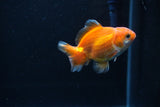 Baby Thai Oranda  Red White 3 Inch (ID#1126ToPTA-25) Free2Day SHIPPING