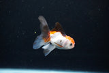 Baby Thai Oranda  Tricolor 2.5 Inch (ID#1126ToPTA-26) Free2Day SHIPPING