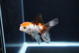 Baby Thai Oranda  Tricolor 2.5 Inch (ID#1126ToPTA-26) Free2Day SHIPPING