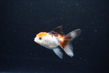 Baby Thai Oranda  Tricolor 2.5 Inch (ID#1126ToPTA-26) Free2Day SHIPPING