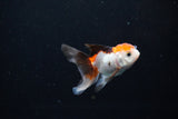 Baby Thai Oranda  Tricolor 2.5 Inch (ID#1126ToPTA-26) Free2Day SHIPPING