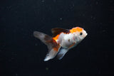 Baby Thai Oranda  Tricolor 2.5 Inch (ID#1126ToPTA-26) Free2Day SHIPPING