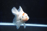 Thai Oranda  Sakura 4.5 Inch (ID#1001To6b-103)