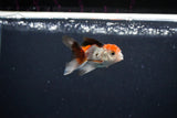 Baby Thai Oranda  Tricolor 2.5 Inch (ID#1126ToPTA-26) Free2Day SHIPPING