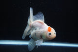 Thai Oranda  Sakura 4.5 Inch (ID#1001To6b-103)