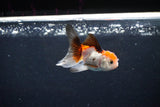 Baby Thai Oranda  Tricolor 2.5 Inch (ID#1126ToPTA-26) Free2Day SHIPPING