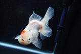 Thai Oranda  Sakura 4.5 Inch (ID#1001To6b-103)