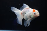 Thai Oranda  Sakura 4.5 Inch (ID#1001To6b-103)