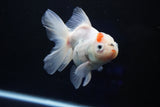 Thai Oranda  Sakura 4.5 Inch (ID#1001To6b-103)