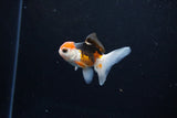 Baby Thai Oranda  Tricolor 2.5 Inch (ID#1126ToPTA-27) Free2Day SHIPPING