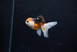 Baby Thai Oranda  Tricolor 2.5 Inch (ID#1126ToPTA-27) Free2Day SHIPPING