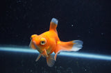 Butterfly  Red White 3.5 Inch (ID#325B8b-38) Free2Day SHIPPING