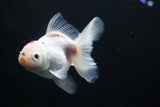 Thai Oranda  Sakura 4.5 Inch (ID#1001To6b-103)