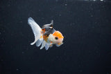 Baby Thai Oranda  Tricolor 2.5 Inch (ID#1126ToPTA-27) Free2Day SHIPPING