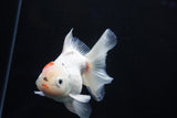 Thai Oranda  Sakura 4.5 Inch (ID#1001To6b-103)