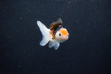 Baby Thai Oranda  Tricolor 2.5 Inch (ID#1126ToPTA-27) Free2Day SHIPPING