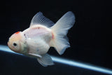 Thai Oranda  Sakura 4.5 Inch (ID#1001To6b-103)