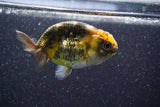 Ranchu  Calico 3 Inch (ID#816R5c-91) Free2Day SHIPPING