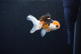 Baby Thai Oranda  Tricolor 2.5 Inch (ID#1126ToPTA-27) Free2Day SHIPPING